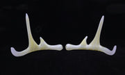 Single Glass Deer Antlers with Cremation Ash